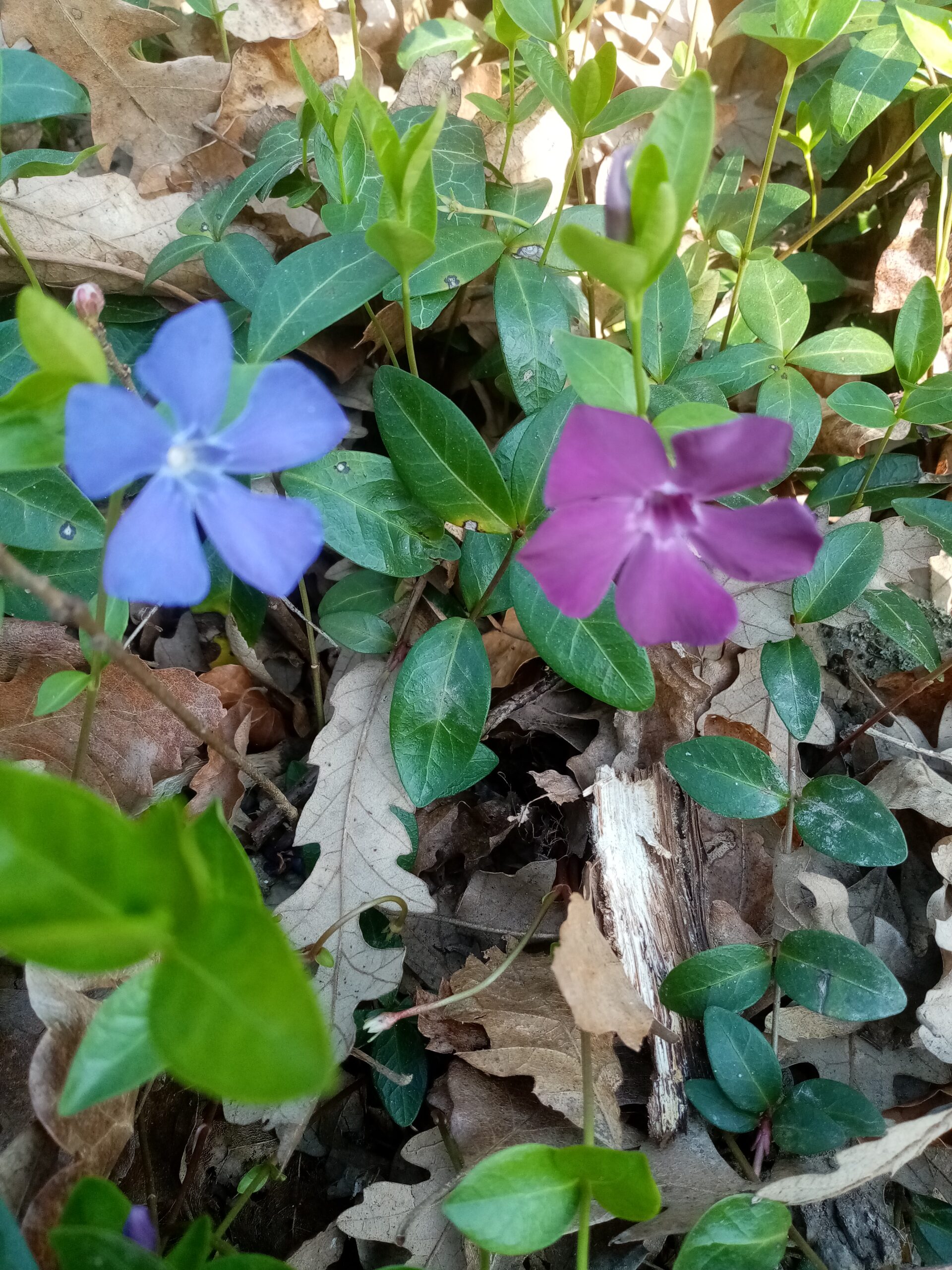 pervinca rara varietà
